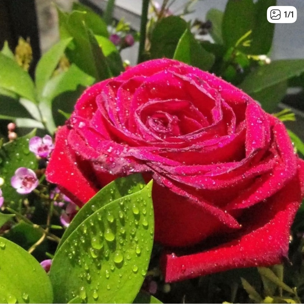 GIVVY w/ Free Shipping !!!Live Show Only!!!